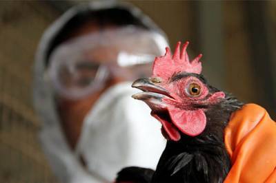 В двух селах Николаевской области произошла вспышка птичьего гриппа