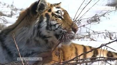 В Приморье тигр гуляет вблизи населенных пунктов
