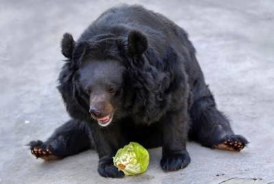 Медведи в Московском зоопарке ушли в зимнюю спячку