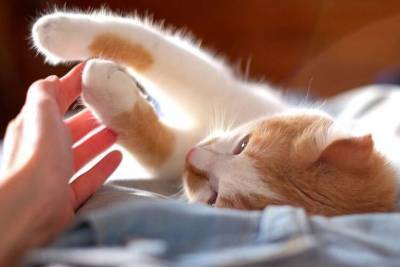 Медики выяснили, какое заболевание передается через царапины от кошек