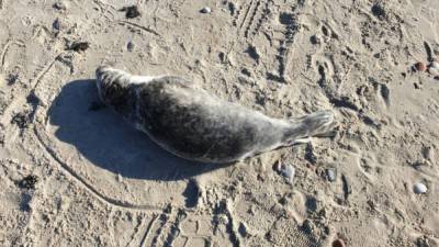Число погибших на Каспии тюленей увеличилось в несколько раз