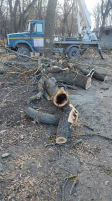 Весной в ростовском парке Островского на месте вырубленных деревьев посадят новые