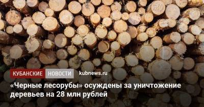 «Черные лесорубы» осуждены за уничтожение деревьев на 28 млн рублей