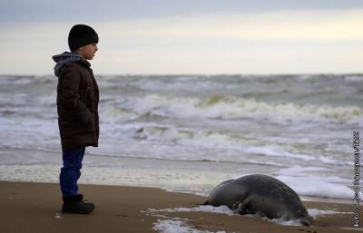 Еще 23 погибших тюленя найдены на побережье Каспийского моря