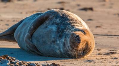 В Дагестане нашли более 300 погибших краснокнижных тюленей