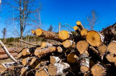 ЕС открестился от давления на Украину по поводу отмены запрета на вывоз леса