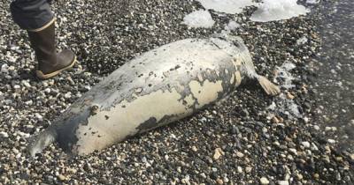 На побережье Каспийского моря в России нашли уже почти 300 мертвых тюленей