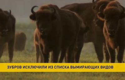 Зубров исключили из списка вымирающих видов