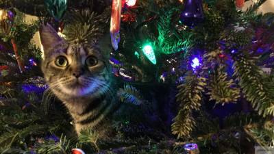 Перечислены способы защиты новогодней елки от котов