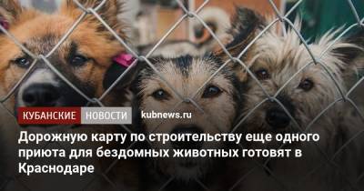 Дорожную карту по строительству еще одного приюта для бездомных животных готовят в Краснодаре
