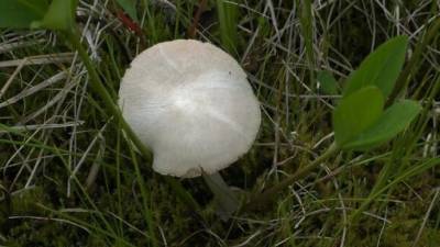 Вольвариелла болотная: ученые нашли в Тобольске новый вид грибов