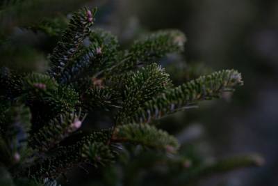 Перед Новым Годом в Рязанской области усилят охрана лесов