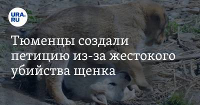 Тюменцы создали петицию из-за жестокого убийства щенка. Они обратились к Генпрокуратуре