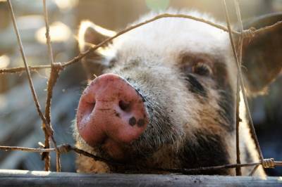 Технология распознавания лиц охватит 3 млн китайских свиней