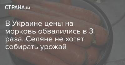 В Украине цены на морковь обвалились в 3 раза. Селяне не хотят собирать урожай