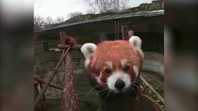 Красные панды задержали нарушителя «приватности» в зоопарке.