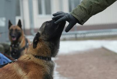 В Австрии собаку научили выявлять коронавирус у заразившихся людей