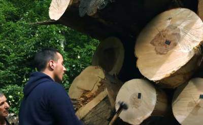 Втрачені сотні мільйонів: в Держекоінспекції розповіли про порушення у сфері охорони лісів