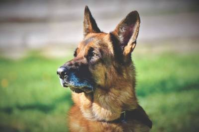 В Австрии собак учат выявлять коронавирус по запаху