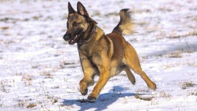 В Австрии показали первую собаку, способную вынюхивать COVID-19