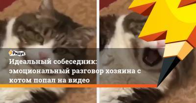 Идеальный собеседник: эмоциональный разговор хозяина с котом попал на видео