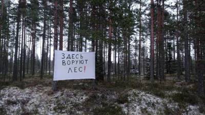 Активисты возмущены вырубкой леса у Высокинского озера