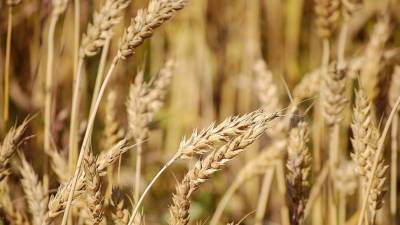 Рост экспортных пошлин на российское зерно может обернуться удорожанием импорта
