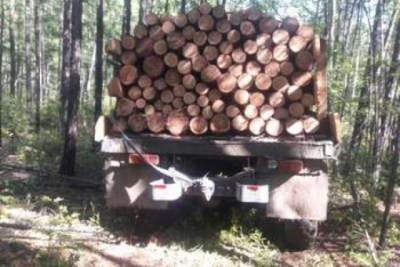 В Хабкрае осудят банду черных лесорубов за экспорт древесины на 5 млн руб
