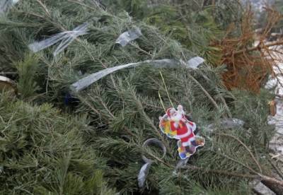 В Киеве откроют 15 пунктов по утилизации новогодних елок