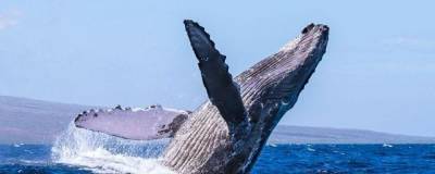 У побережья Мексики обнаружены редкие китообразные