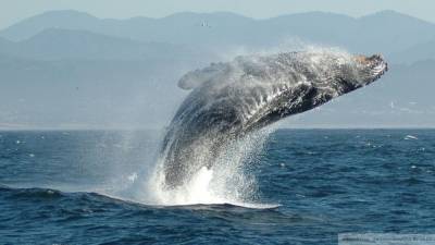 Новый вид китообразных обнаружили ученые у берегов Мексики