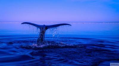 Ученые обнаружили неизвестный вид китов у западного побережья Мексики
