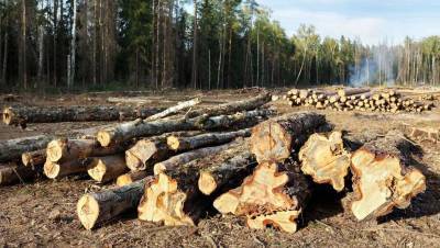 Опрос показал, что 64% казахстанцев против незаконной вырубки деревьев, 26% относятся к ней нейтрально