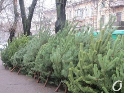 Что произошло в Одессе 14 декабря: компенсация бизнесменам и первые елочные базары