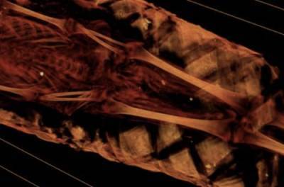 Рентген показал, что внутри египетской мумии, которой уже 1900 лет