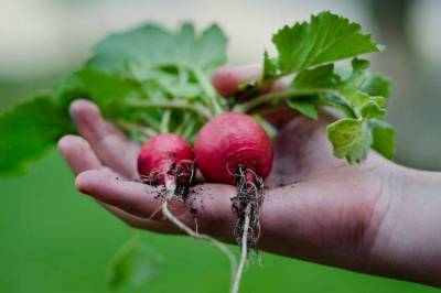 Выращиваем вкусный редис, не выходя из дома: лайфхаки садоводов