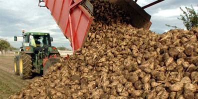 В Орловской области накопано более 1,7 млн тонн сахарной свеклы