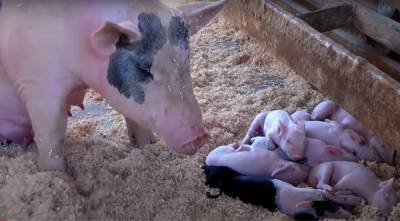 В США разрешили создать генно-модифицированных свиней, чем они лучше обычных