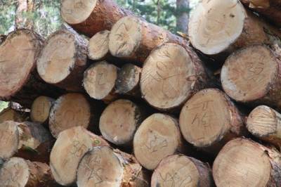 Глава Забайкалья сообщил, что контрабанда леса в Китай полностью перекрыта
