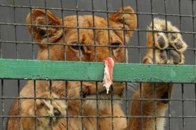 Правительство утвердило правила выплат для частных цирков и зоопарков