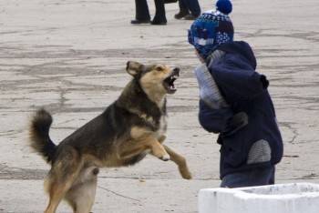 В Соколе власть на улицах захватили бродячие собаки