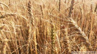 Правительство РФ утвердило введение экспортной пошлины на зерно