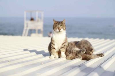 Пляжи для отдыха с животными могут появиться в России