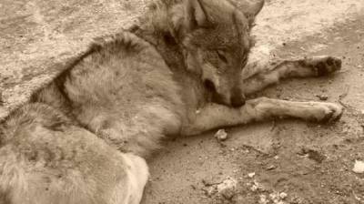 В Никольском районе убили еще одного волка