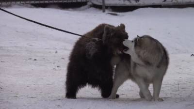 Маламут взял медвежонка под опеку в иркутском зоопарке.