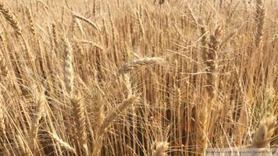 Мишустин утвердил новые пошлины на вывоз пшеницы