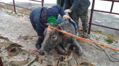 Под Волковыском спасатели вытащили из полыньи корову