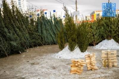 Лесники Дагестана усилят надзор за вырубкой хвойных деревьев