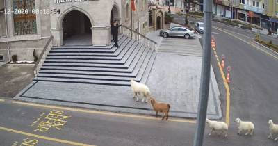 В Турции стадо овец преследовало охранников, пытаясь попасть в ратушу: смешное видео