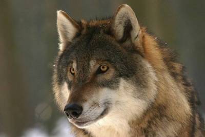 Волки атаковали Опочку – жалоба местной жительницы